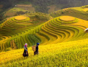 Vietnam. Rice fields prepare the harvest at Northwest Vietnam Vietnam. Rice fields prepare the harvest at Northwest Vietnam