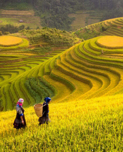 Vietnam. Rice fields prepare the harvest at Northwest Vietnam Vietnam. Rice fields prepare the harvest at Northwest Vietnam