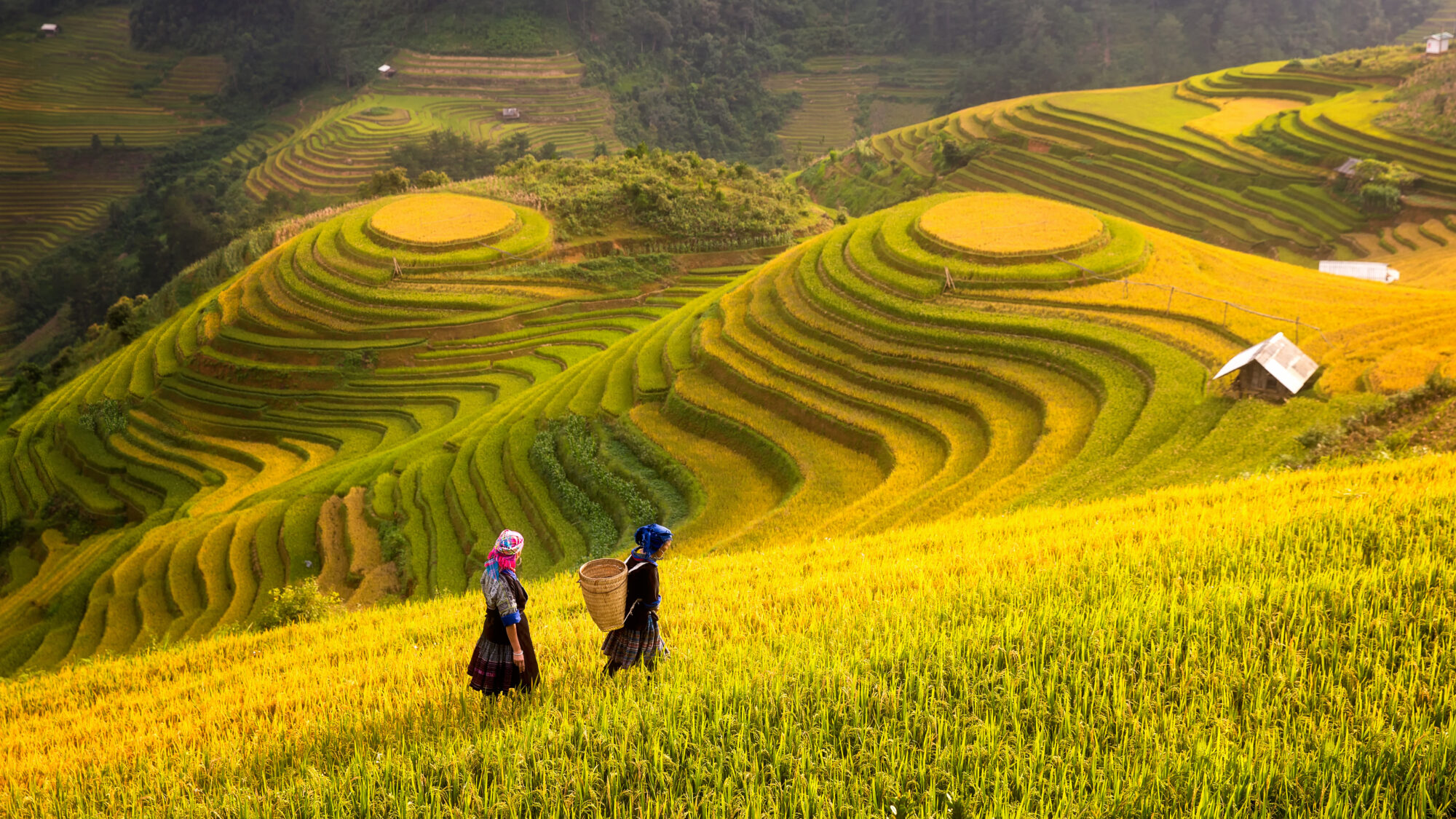 Vietnam. Rice fields prepare the harvest at Northwest Vietnam Vietnam. Rice fields prepare the harvest at Northwest Vietnam