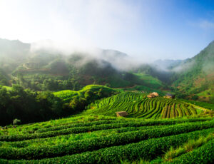 hmong hill tribe harvest tea plant in the morning at rai cha 2000, DOI ANG KANG, Chiang Mai, Thailand