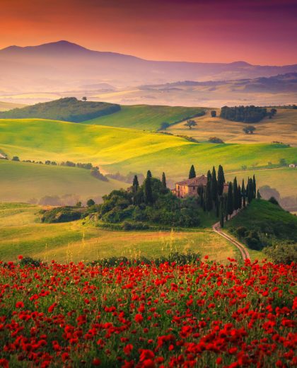 Stunning red poppies blossom on meadows in Tuscany, Pienza, Ital Stunning red poppies blossom on meadows in Tuscany, Pienza, Ital