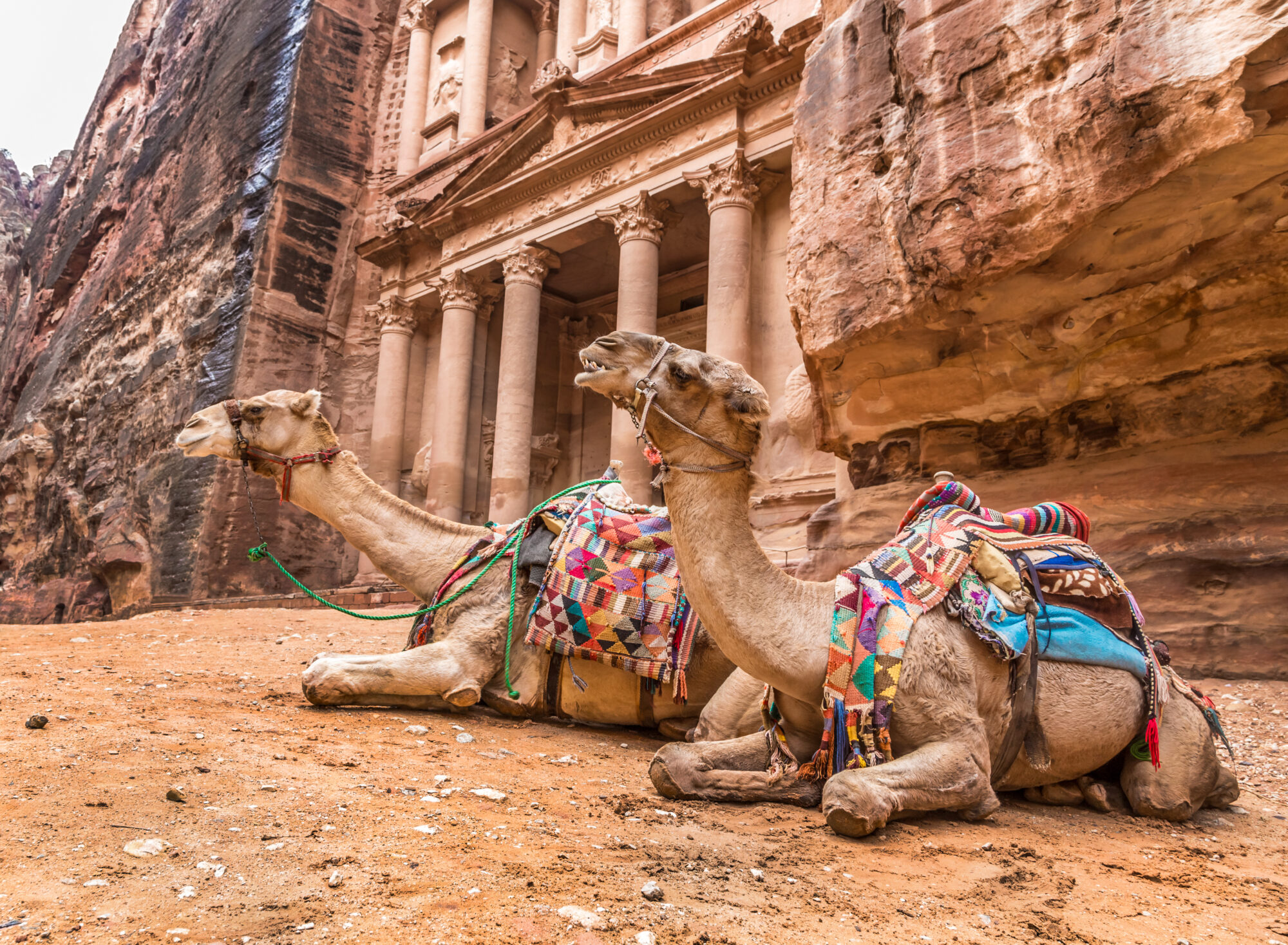 Bedouin camel rests near the treasury Al Khazneh viaggi in pullman organizzati