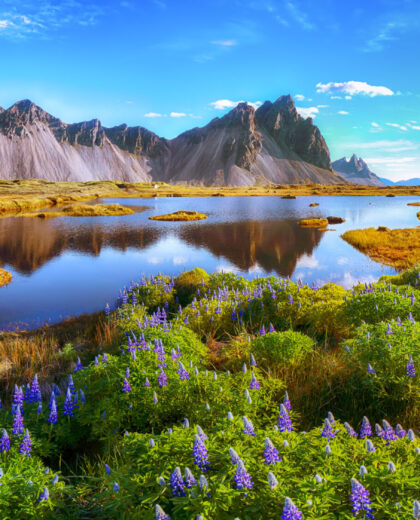 Beautiful,Sunny,Day,And,Lupine,Flowers,On,Stokksnes,Cape,In viaggi culturali organizzati